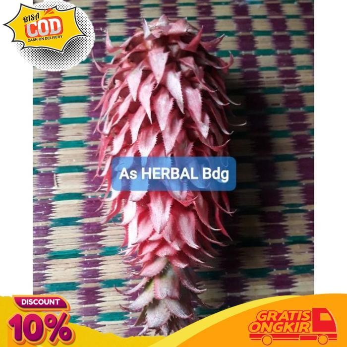 

Sale Buah Nanas Merah Nanas Muda Segar 500 Gram Asli Nanas Hutan