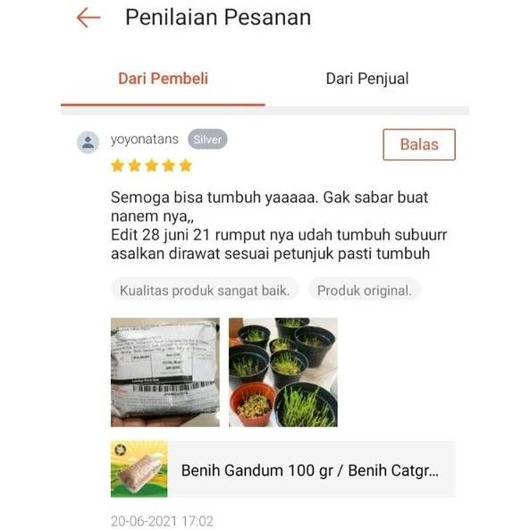 

Terlaris Terpopuler Benih Gandum 100 Gr Benih Catgrass Rumput Kucing Wheatgrass