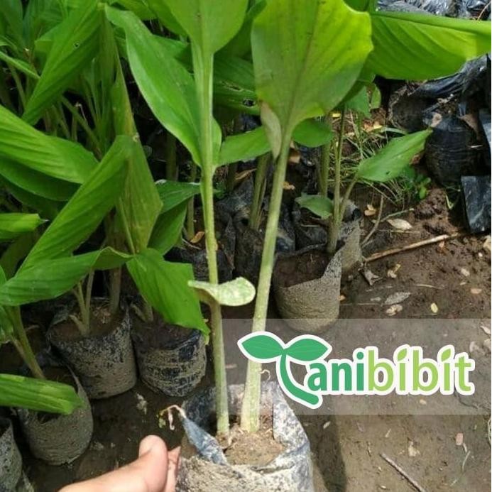 

Terlaris Bibit Pohon Tanaman Temu Putih - Kunyit Putih (Obat Herbal)