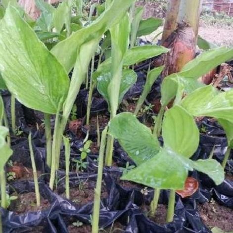 

Terlaris Bibit Kunyit Hidroponik