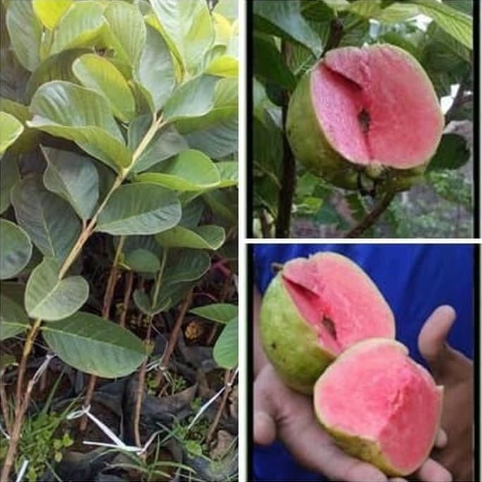 

Terlaris Bibit Jambu Sukun Merah Seedles Tanpa Biji