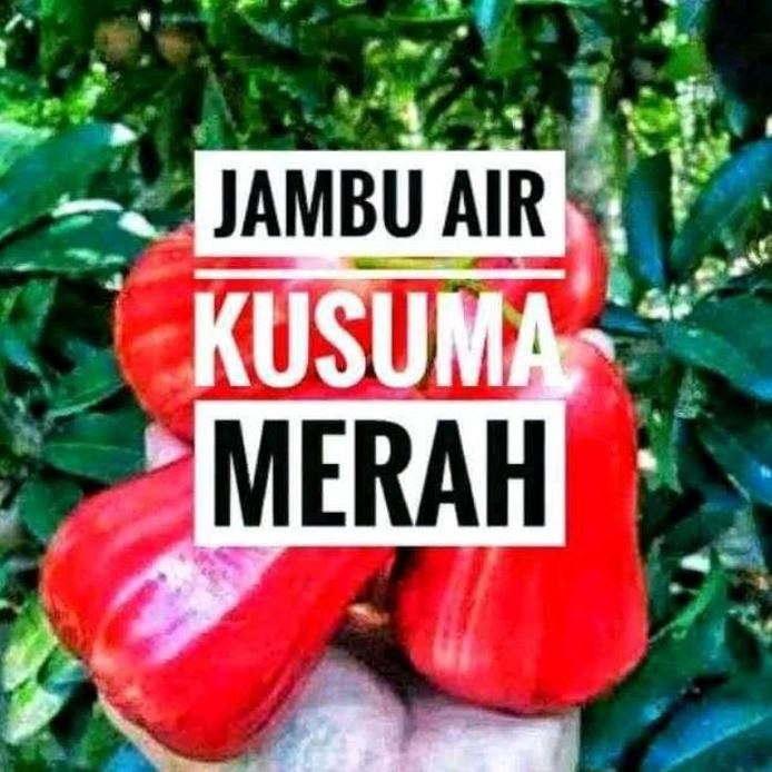 

Terlaris Bibit Tanaman Buah Jambu Kusuma Merah Okulasi Benih Pohon Di Dalam Pot