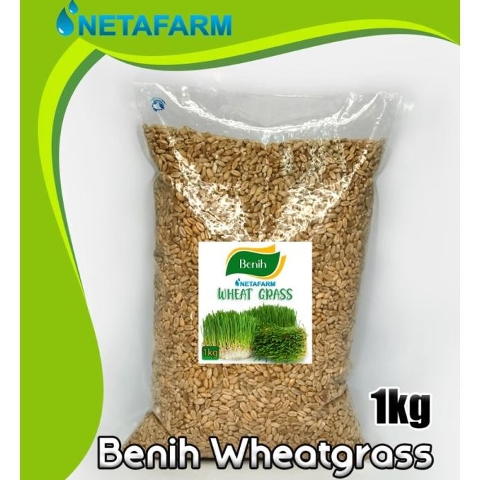 

Terlaris Benih Bibit Biji Rumput Gandum Wheatgrass 1Kg Meningkatkan Kesehatan