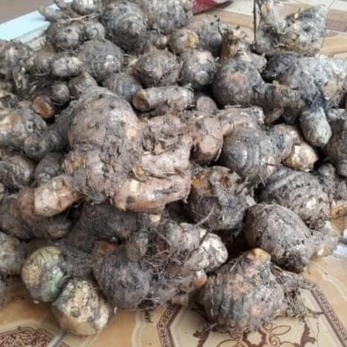

Terlaris Terlaris Bibit Temulawak/Koneng Gede/Kunyit Cod