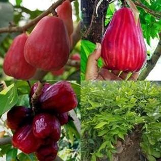 

Terlaris Bibit Jambu Jamaika 1 Meter