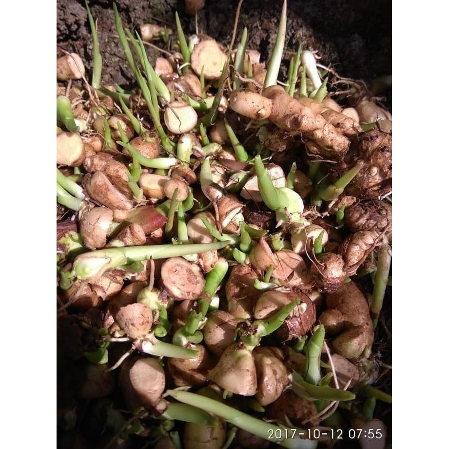 

Terlaris New Terbaik Bibit Temu Putih Kunyit Kunir Herbal Kanker