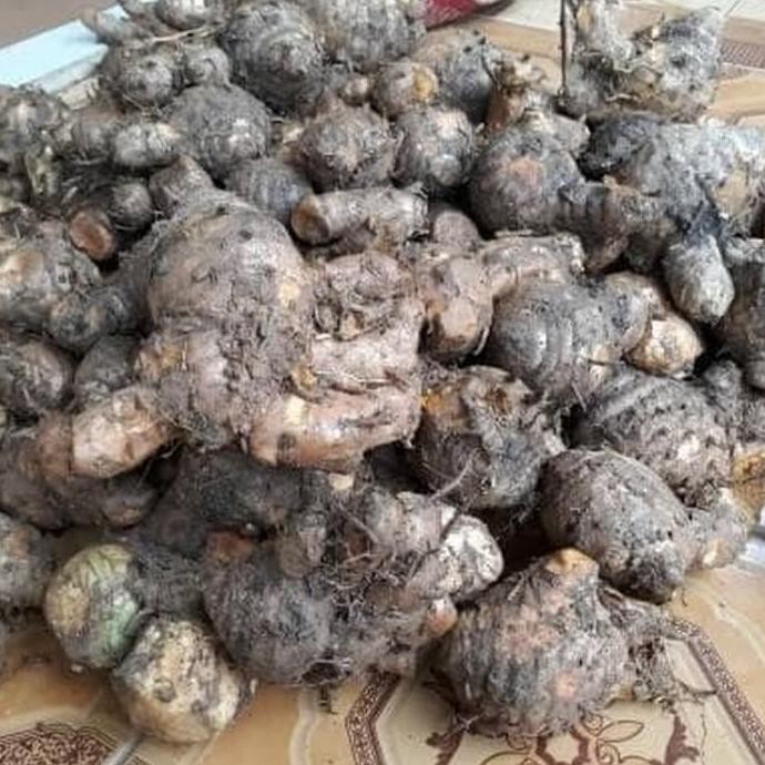 

Terlaris Promo Terlaris Bibit Temulawak/Koneng Gede/Kunyit Cod