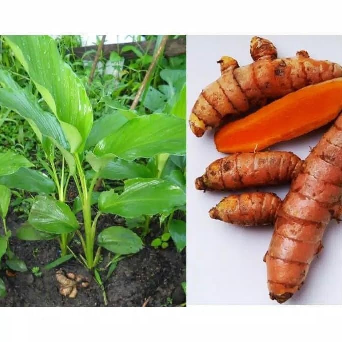 

Terlaris Bibit Tanaman Herbal Kunyit Kunir Kuning Pohon Obat Eeee