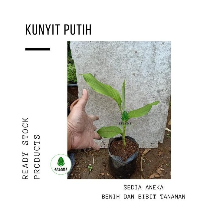 

Terlaris Bibit Tanaman Kunyit Putih Eeee