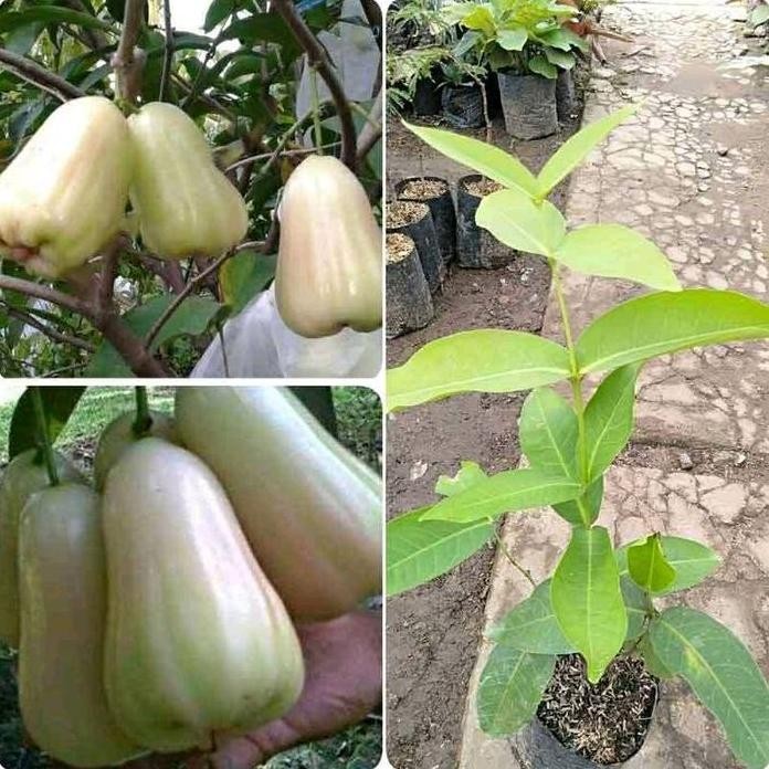 

Terlaris Bibit Jambu Air Madu Susu