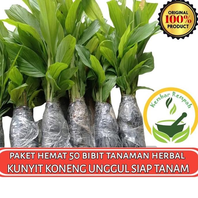 

Terlaris Paket Hemat 50 Bibit Tanaman Kunyit Koneng Abras Siap Tanam
