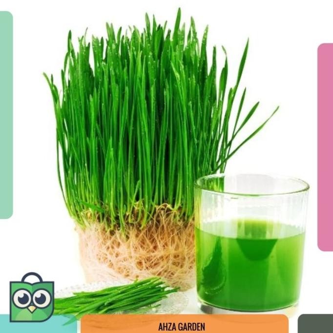

Terlaris (Isi 22) Benih Wheat Grass Rumput Gandum - Biji Bibit Premium