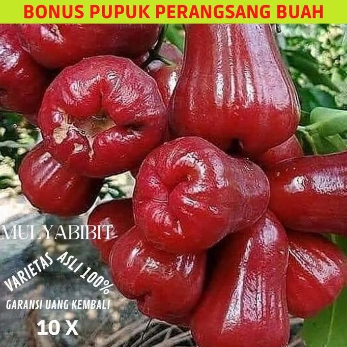 

Terlaris Promo Hari Ini Saja Bibit Jambu Air Citra Cepat Berbuah