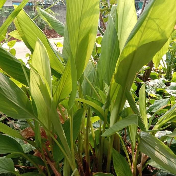 

Terlaris Bibit Pohon Kunyit