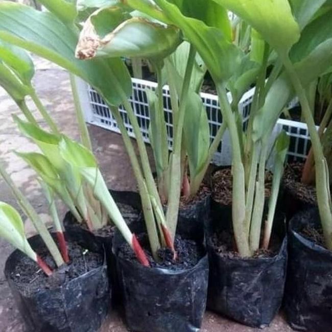 

Terlaris Bibit Kunyit Hitam/Kunyit Wulung Asli