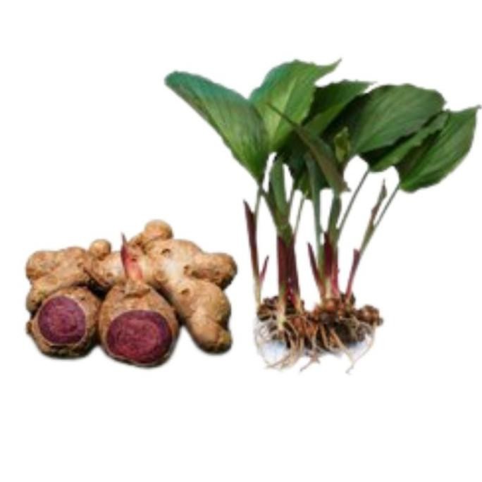 

Terlaris Readyy Bibit Tanaman Kunyit Hitam ( Curcuma Aeruginosa)