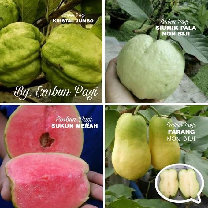 

Terlaris Promo 14 Jenis Bibit Buah Jambu Biji Unggul Dan Exotic Mantap Jiwa