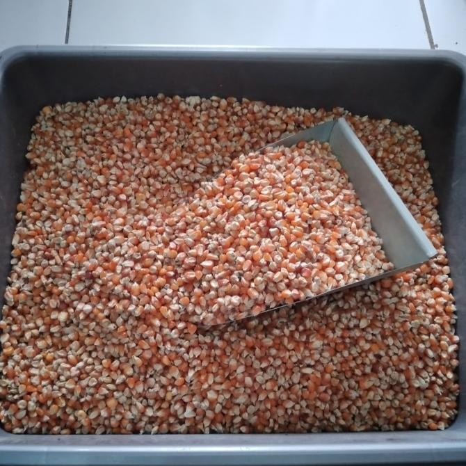 Terlaris Tt60 Jagung Kristal 1 Kg Lancip Pakan Makanan Ayam Bebek Unggas Burung Merpati Derkuku Pute