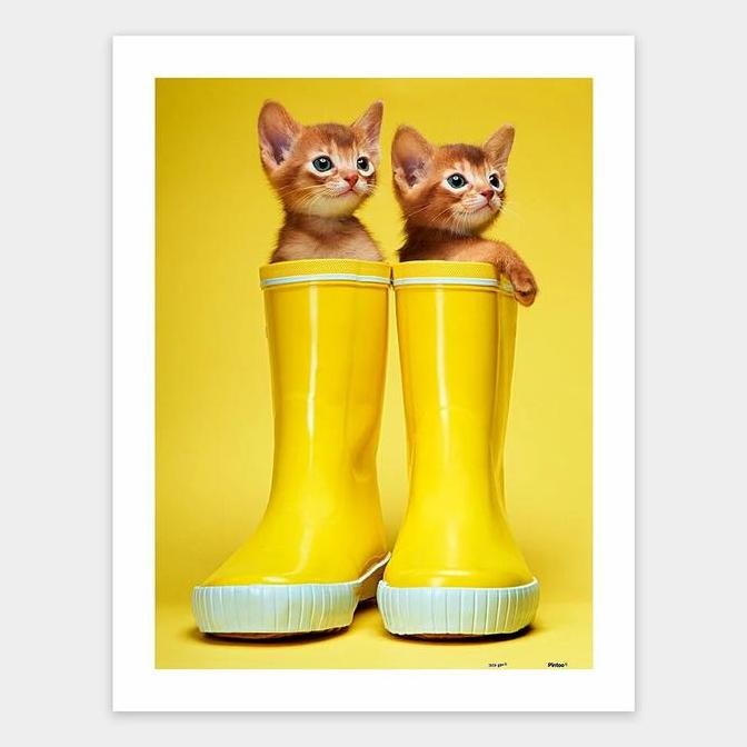 Pintoo Jigsaw Puzzle Abyssinian Kittens 300pcs H1568