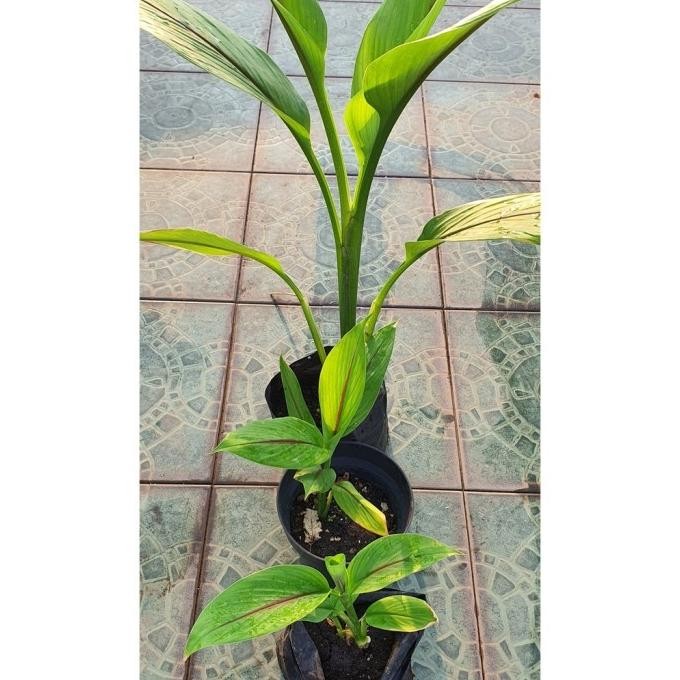 

Terlaris Bibit Pohon Kunyit Temu Putih Herbal Curcuma