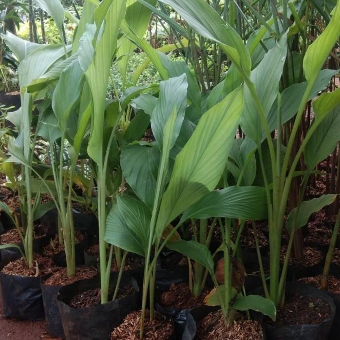 

Terlaris Promo Bibit Pohon Kunyit Kuning - Kunyit Herbal - Kunyit Masak