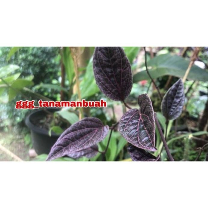 

Terlaris Bibit Sirih Merah Super Rimbun Rrnkix 3233Iq