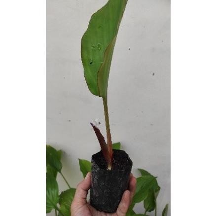 

Terlaris Bibit Kunyit Hitam Asli/Kaempferia Parviflora Gyilge 9024Rs