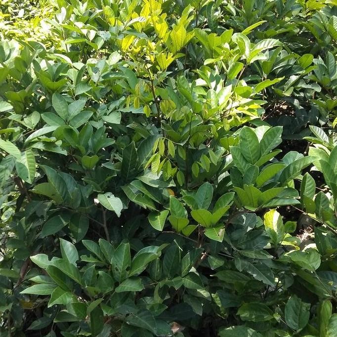 bibit pohon rambutan binjai unggul UNGGULAN