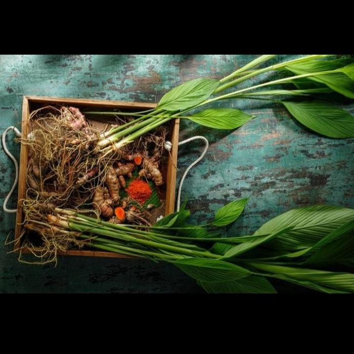 

Terlaris Bibit Kunyit Sayur Kunyit Masak Kunyit Bumbu Terlaris