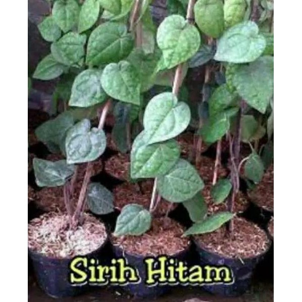 

Terlaris Best Product Bibit Sirih Hitam
