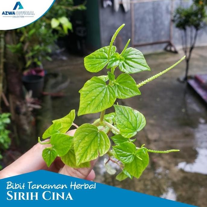 

Terlaris Bibit Tanaman Sirih Cina/Tanaman Herbal Per Pot