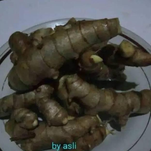 

Terlaris Kunyit Putih Segar 1Kg (Temu Putih/Curcuma Zedoaria)Gratis Bibit