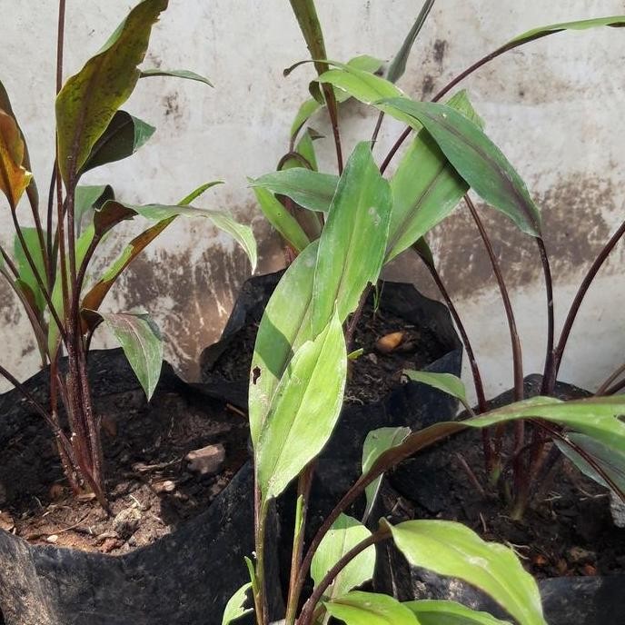 

Terlaris Promo 2 Bibit Kunyit Merah