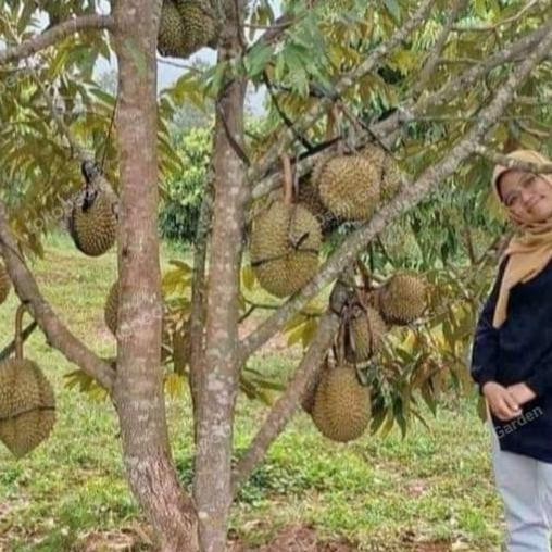 Tanaman bibit buah Durian Duri Hitam original premium