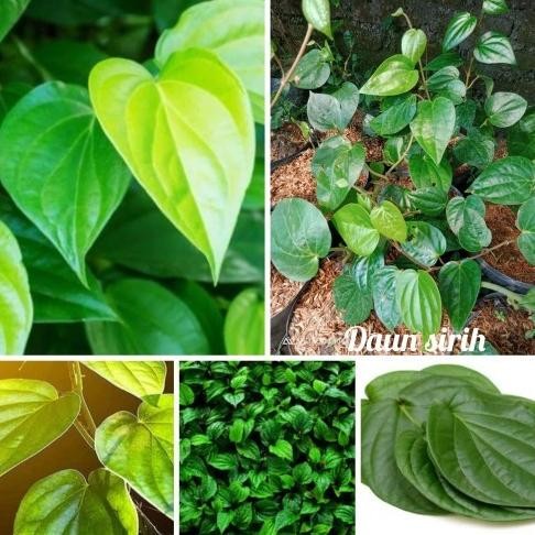 

Terlaris Bibit Herbal Daun Sirih Hijau Kaya Manfaat Super Unggula Hvjral 9795Ff