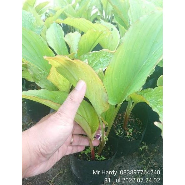 

Terlaris Bibit Kunyit Hitam
