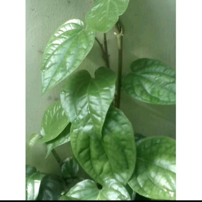 

Terlaris Bibit Tanaman Daun Sirih Hijau(Obat Herbal)