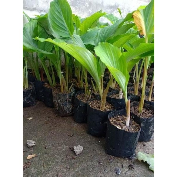 

Terlaris Bibit Kunyit Hitam Ewdnpm 9149Hq