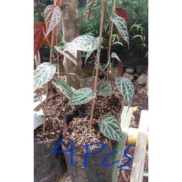 

Terlaris Bibit Sirih Merah (4Pcs Bibit)