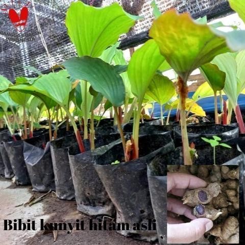 

Terlaris Murah Bibit Kunyit Hitam Asli - 1 Polibag Minimum 2 Batang Daun Ready Stok