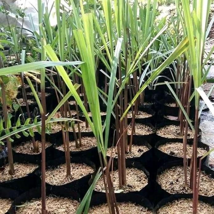 

Terlaris Bibit Sereh Wangi / Daun Sereh Merah Herbal