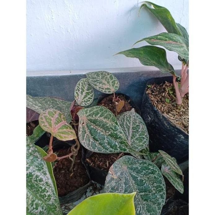 

Terlaris Tanaman Herbal Sirih Merah | Bibit Herbal Soroh Merah Lobski 2137Np