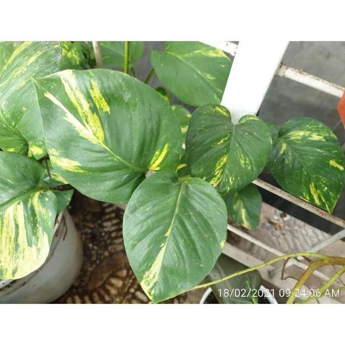 Terlaris Sirih Gading Jumbo Bibit / Anakan Sirih Gading Jumbo #Gratisongkir