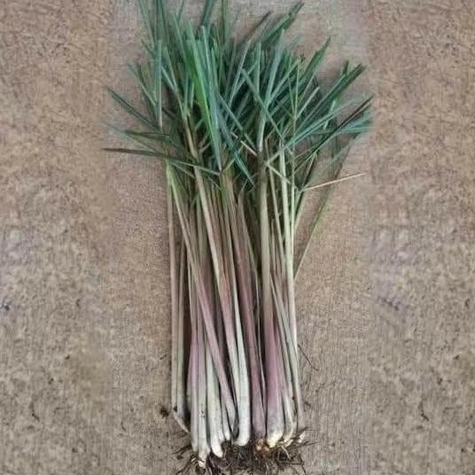 

Terlaris Bibit Sereh Wangi Herbal Tangerang