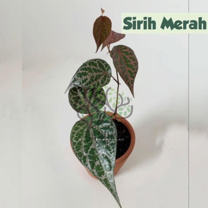 

Terlaris Bibit Sirih Merah Tanaman Hias Herbal Tanaman Hias Obat