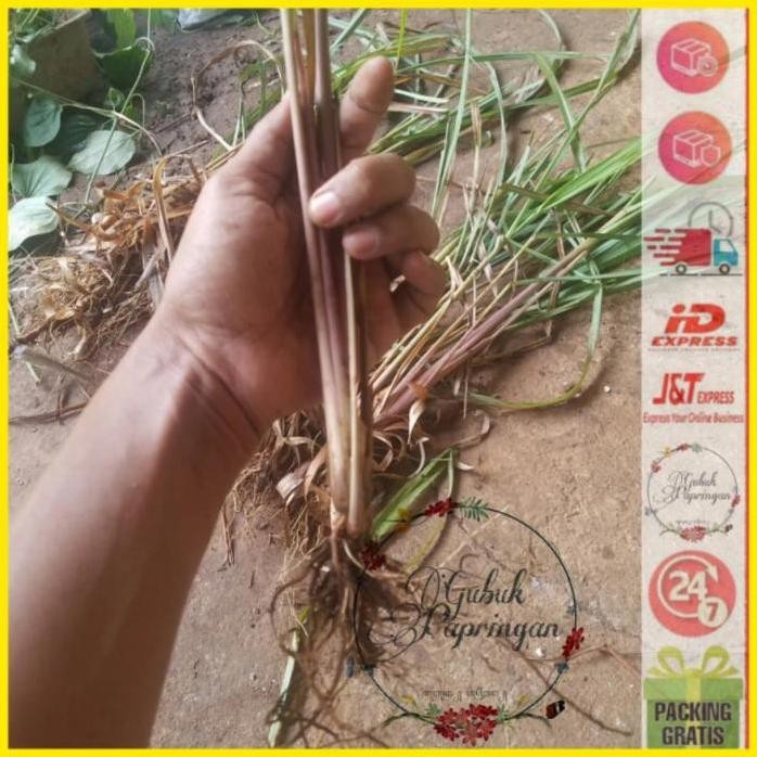 

Terlaris Bibit Serai Merah / Lanang / Wangi Herbal Sereh Sere Organik