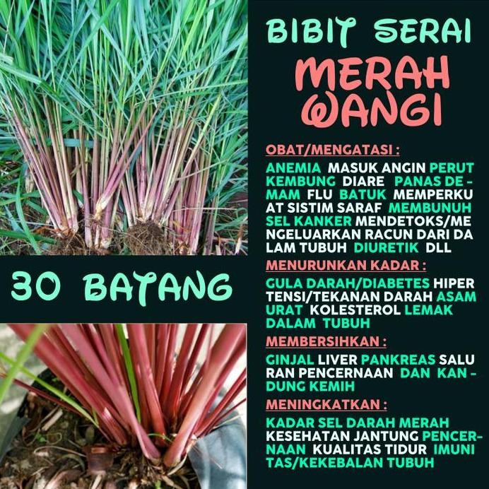 

Terlaris 1 Rumpun/30 Batang Bibit Tanaman Serai Merah Wangi Wulung Sereh Sere Siap Tanam Herbal Berkhasiat