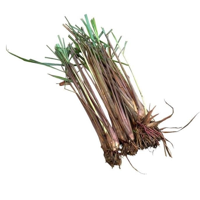 

Terlaris Bibit Pohon Sereh Merah / Sereh Wangi 3-5 Batang Plus Akar 100% Tumbuh