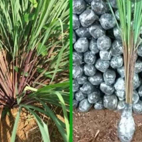 

Terlaris Bibit Tanaman Herbal Sereh Merah Serai Wangi Serai Lanang Sereh Jamu