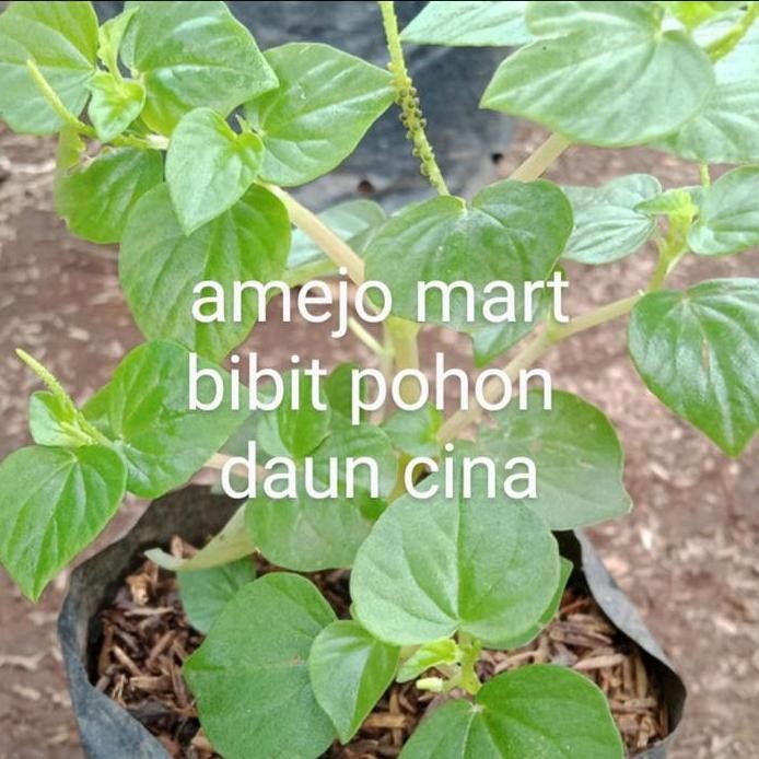 Terlaris Bibit Pohon Daun Sirih Cina